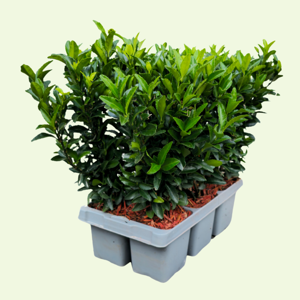 Set mit 6 Euonymus japonicus 'Green Spire' (Buchsbaumersatz) Pflanzen