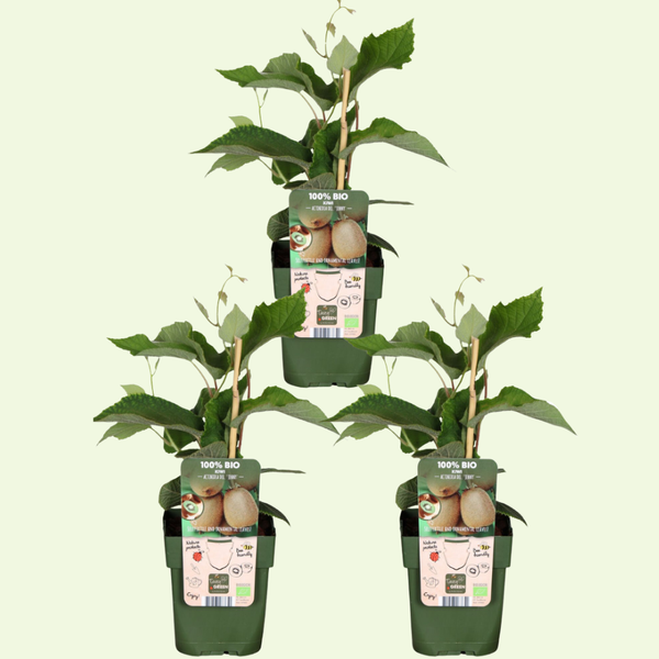 3 Kiwi Planten Ø13 cm ↕20 cm