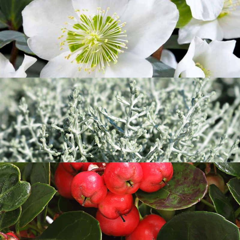 Herbstliche Pflanzenmischung mit 2 Bigberry-Pflanzen, 2 Weihnachtsrosen und 2 Silbersträuchern