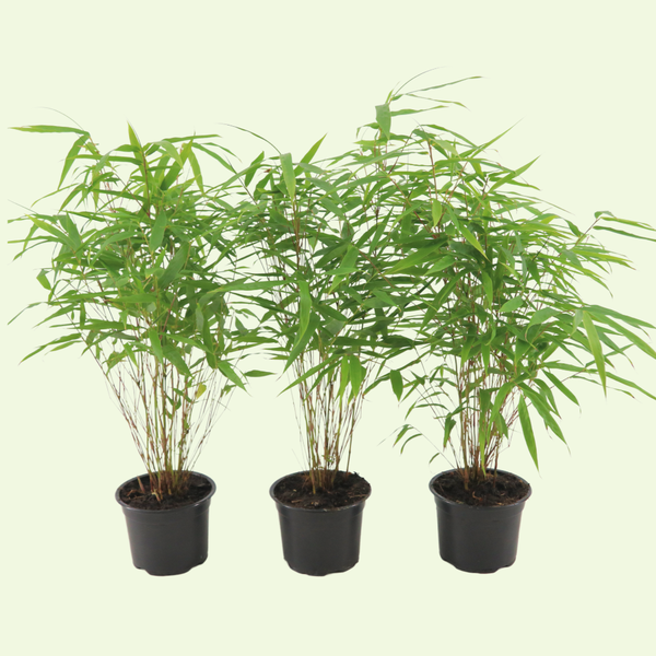 Bamboe plant set van 3 | Fargesia rufa | Niet-woekerende bamboe voor buiten