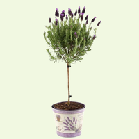 Set of 2 French lavender plants on stem in decorative pot 'Deluxe' | 2 x Ø15 cm - ↕50 cm