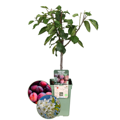 Prunus Domestica (Pruimenboom)