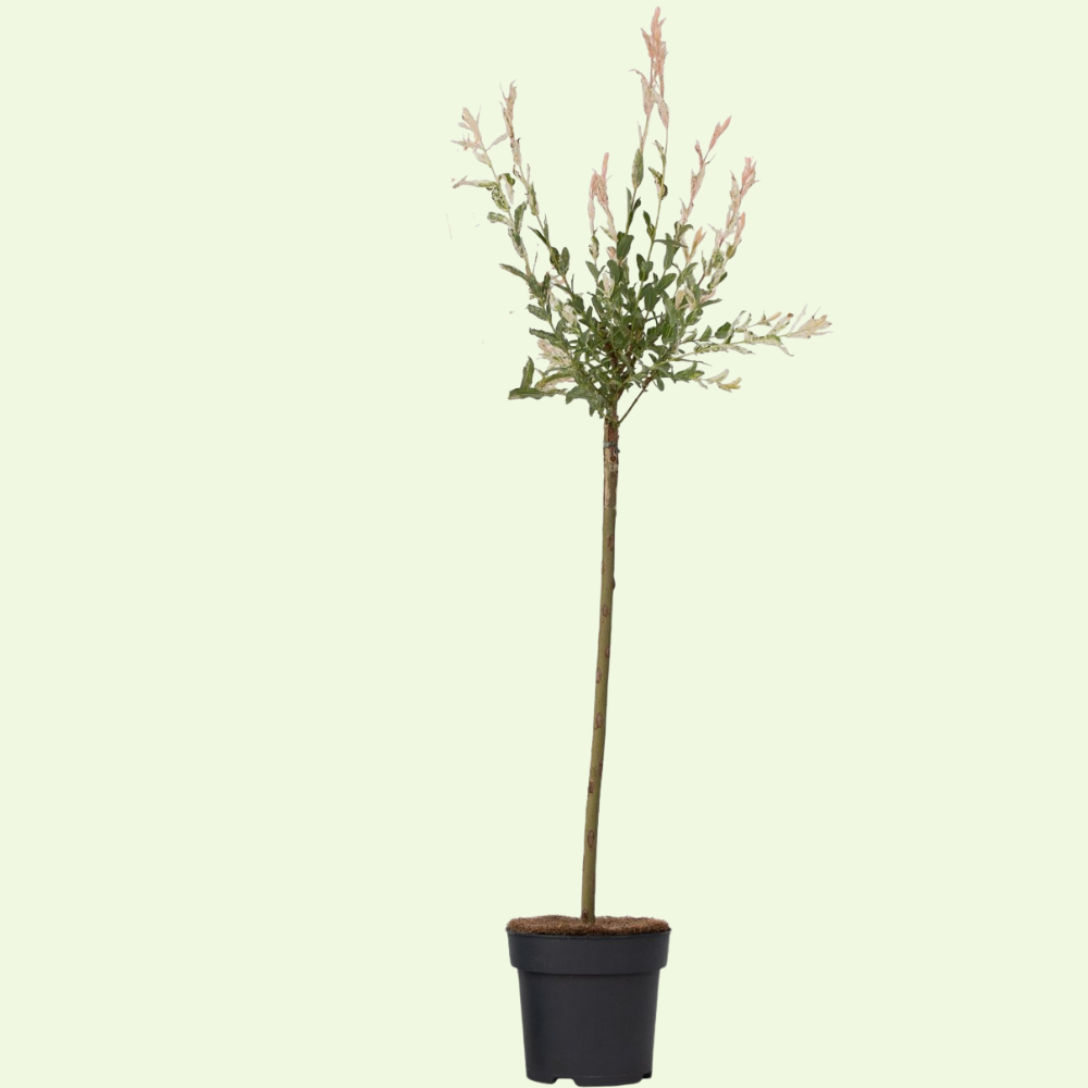 Flamingowilg op stam ‘Salix Hakuro Nishiki’ Ø19 cm ↕60 cm