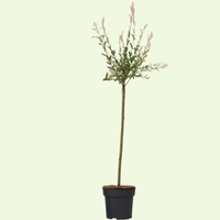 Flamingowilg op stam ‘Salix Hakuro Nishiki’ Ø19 cm ↕60 cm