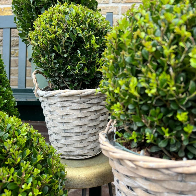 Set van 2 hulstplanten in bolvorm met rietenmand - Ilex Crenata Jenny 20 cm diameter - 2 stuks