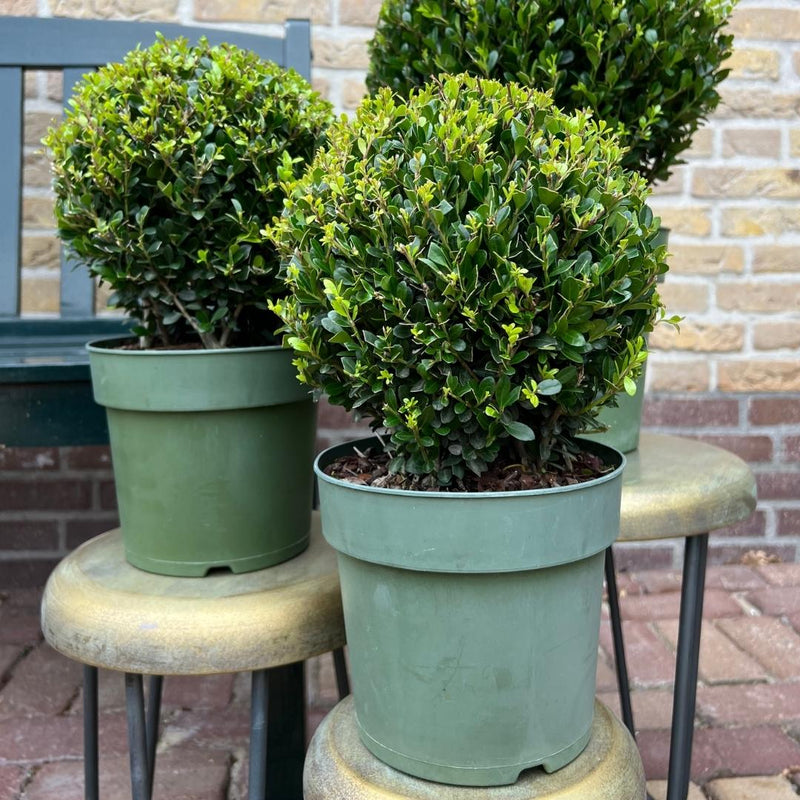 Set van 2 hulstplanten in bolvorm - Ilex Crenata Jenny 20 cm diameter - 2 stuks