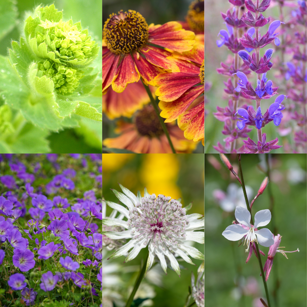 Luxe Bloemborder set van 12, 24, 48, 60 of 120 planten