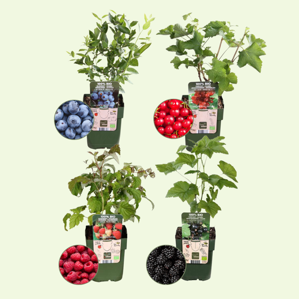 Bio Fruitplanten Mix 'Vruchtenparadijs' (4 stuks)