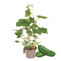 1 Snackkomkommer plant Ø14 cm ↕40 cm