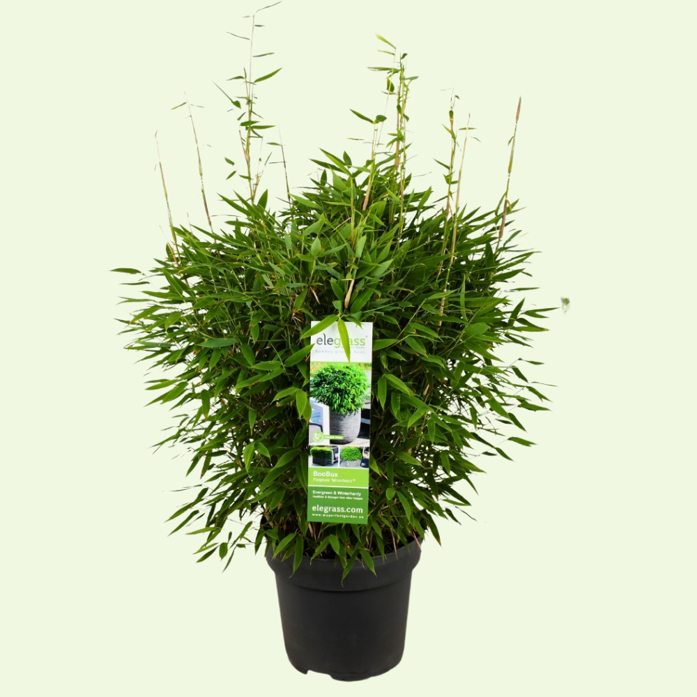 1 XL Bamboeplant ‘Fargesia Moontears Boobux’ Ø29 cm ↕60 cm