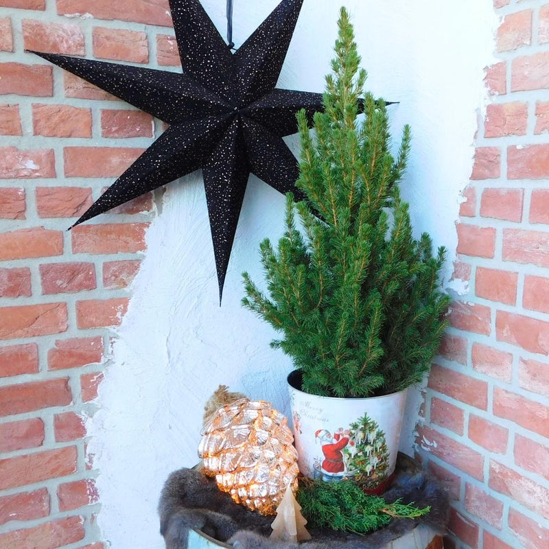 Weihnachtsbaum Picea Conica im Santa Zinc Topf