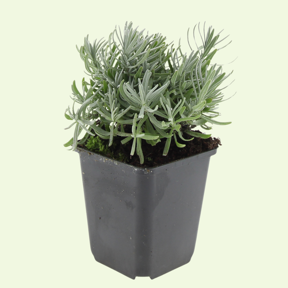 3 Lavendelplanten ‘Lavandula angustifolia Hidcote’ Ø9 cm ↕15 cm