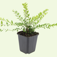 3 Struikkamperfoelie Planten ‘Lonicera nitida Maigrün’ Ø9 cm ↕15 cm