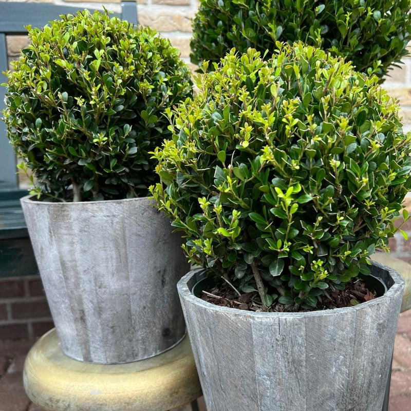 Set van 2 hulstplanten in bolvorm met houten sierpot - Ilex Crenata Jenny 20 cm diameter - 2 stuks