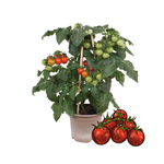 1 Cherrytomaat plant Ø14 cm ↕40 cm