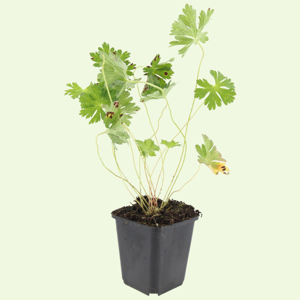 3 Ooievaarsbek Planten ‘Geranium Rozanne’ Ø9 cm ↕15 cm