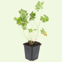 3 Ooievaarsbek Planten ‘Geranium Rozanne’ Ø9 cm ↕15 cm