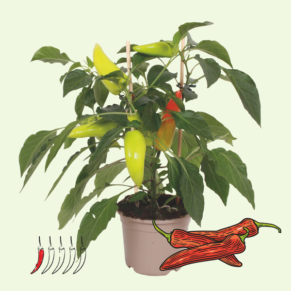1 Mild chili plant Ø14 cm ↕40 cm