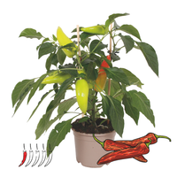 1 Mild chili plant Ø14 cm ↕40 cm