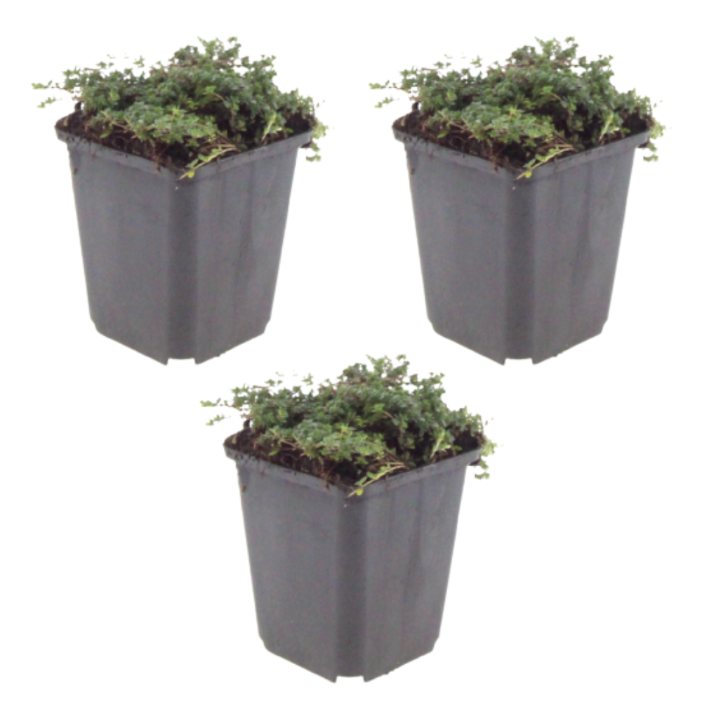 NatureNest | Kruiptijm Purple Beauty set van 3 | Thymus praecox 'Purple Beauty' | Laagblijvende bodembedekker voor zonnige plek