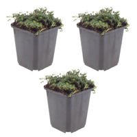 NatureNest | Kruiptijm Purple Beauty set van 3 | Thymus praecox 'Purple Beauty' | Laagblijvende bodembedekker voor zonnige plek