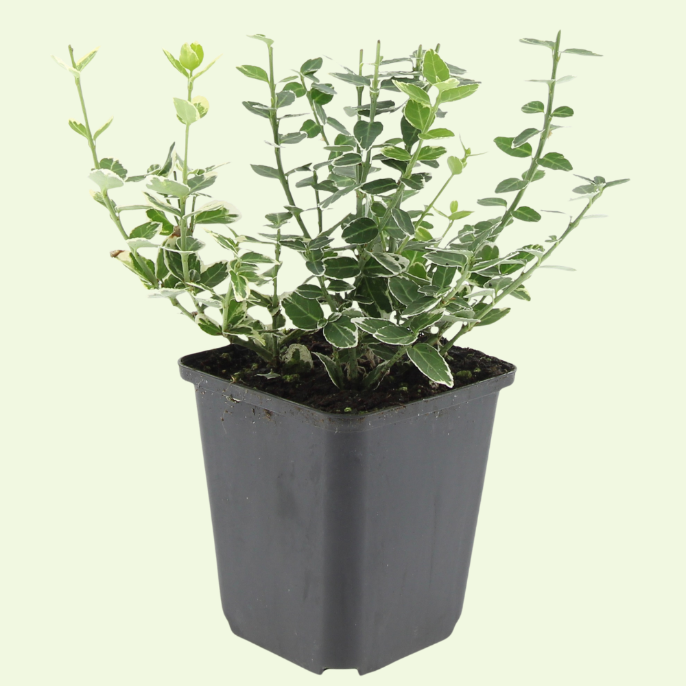3 Kardinaalsmuts Planten ‘wit of geel’ Ø9 cm ↕15 cm