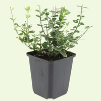 3 Kardinaalsmuts Planten ‘wit of geel’ Ø9 cm ↕15 cm