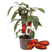 1 Snackpaprika plant rood Ø14 cm ↕40 cm