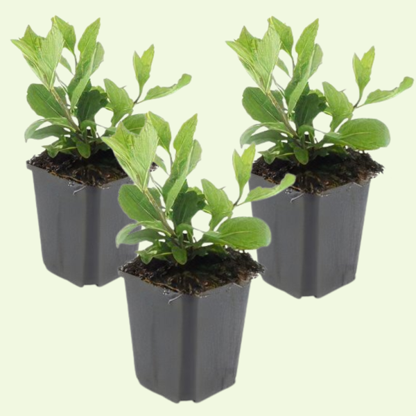 Aster Ageratoides 'Asran'