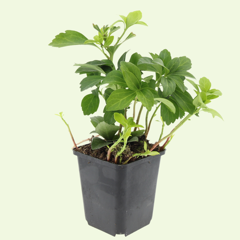 3 Dikkemanskruid Planten ‘Pachysandra terminalis’ Ø9 cm ↕15 cm