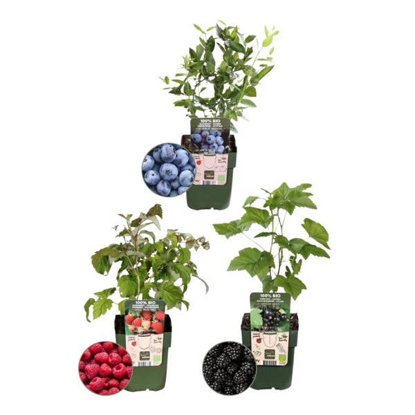 Fruitplanten Mix (Vruchten Feestje) - Set van 3 Bio