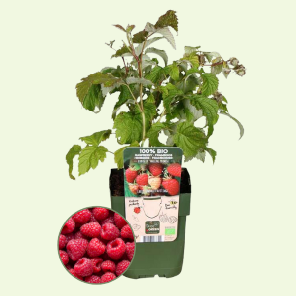3 Frambozen planten Ø13 cm ↕20 cm