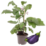 1 Aubergine plant Ø14 cm ↕40 cm