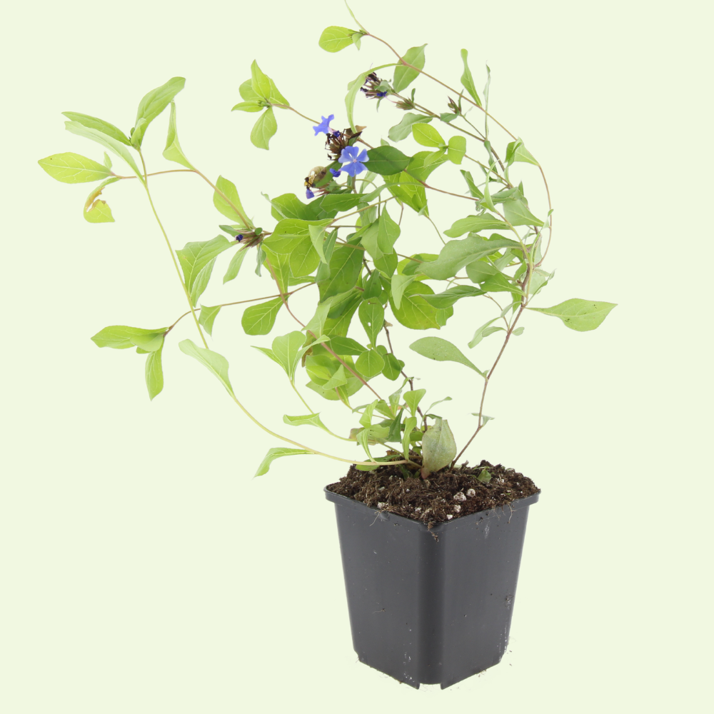 3 Loodkruid Planten ‘Ceratostigma plumbaginoides’ Ø9 cm ↕15 cm