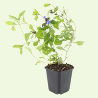 3 Loodkruid Planten ‘Ceratostigma plumbaginoides’ Ø9 cm ↕15 cm
