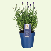 Set of 6 Hardy Lavender Plants | 6 x Ø12 cm ↕30 cm | Lavendula ang. Felice