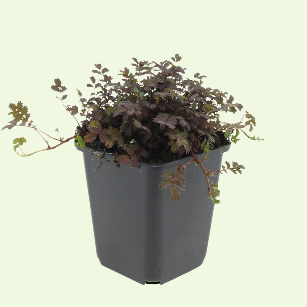 3 Stekelnoot Planten ‘Acaena microphylla Kupferteppich’ Ø9 cm ↕15 cm