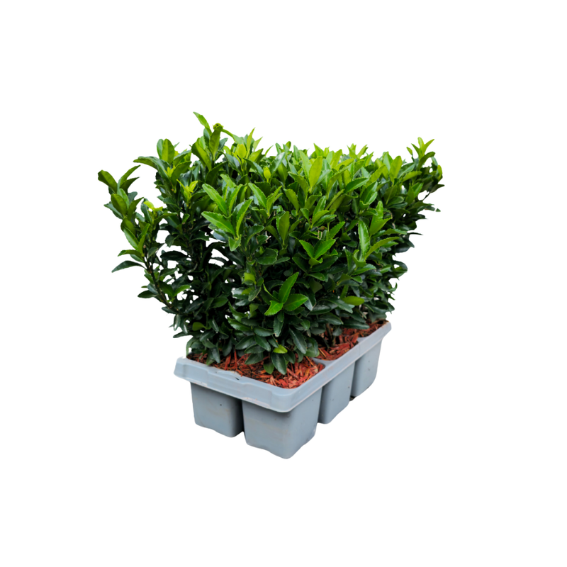 Set van 6 Euonymus Japonica Green Spire