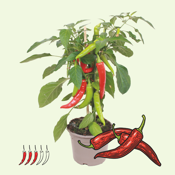 1 Hot Chili peper plant Ø14 cm ↕40 cm