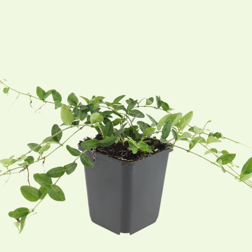 3 Witte Maagdenpalm Planten ‘Vinca minor Alba’ Ø9 cm ↕15 cm