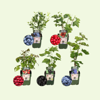 Bio Fruitplanten Mix 'Vruchten Oase' (5 stuks)