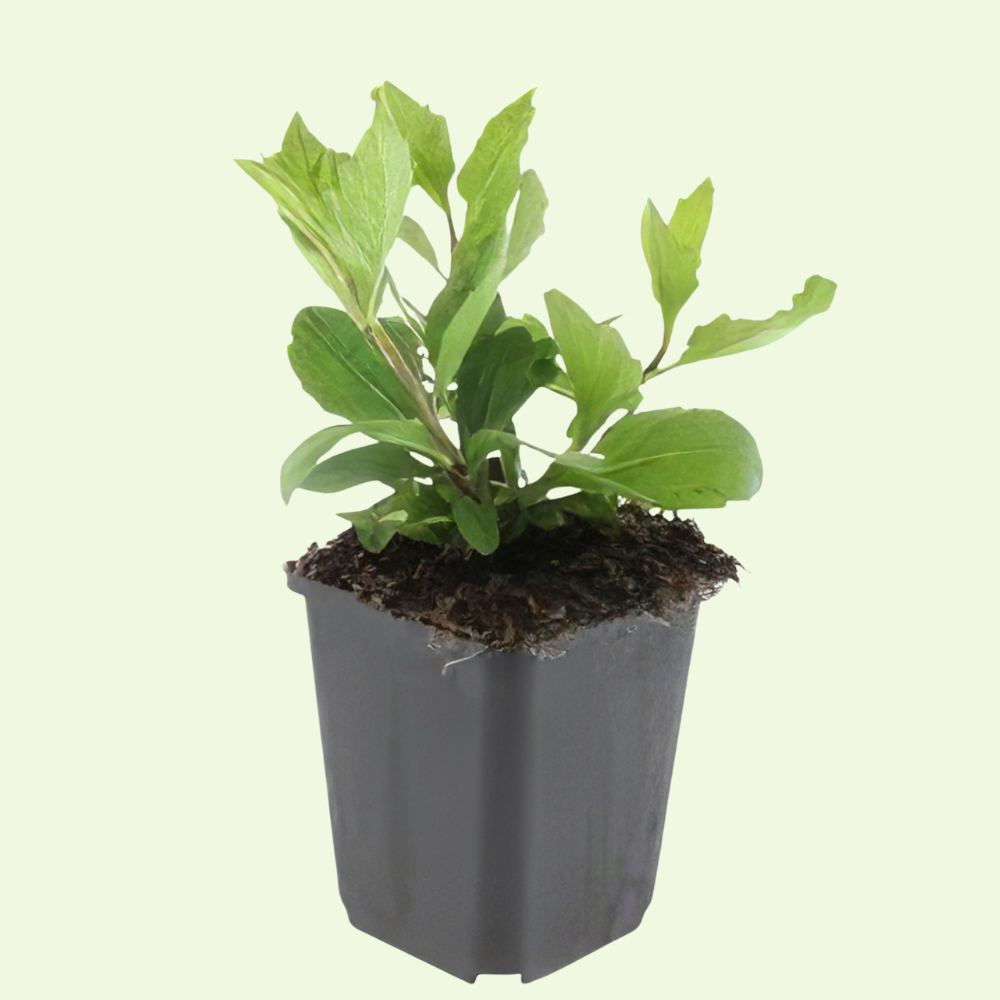 3 Asterplanten ‘Aster ageratoides Asran’ Ø9 cm ↕15 cm