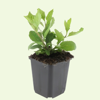 3 Asterplanten ‘Aster ageratoides Asran’ Ø9 cm ↕15 cm