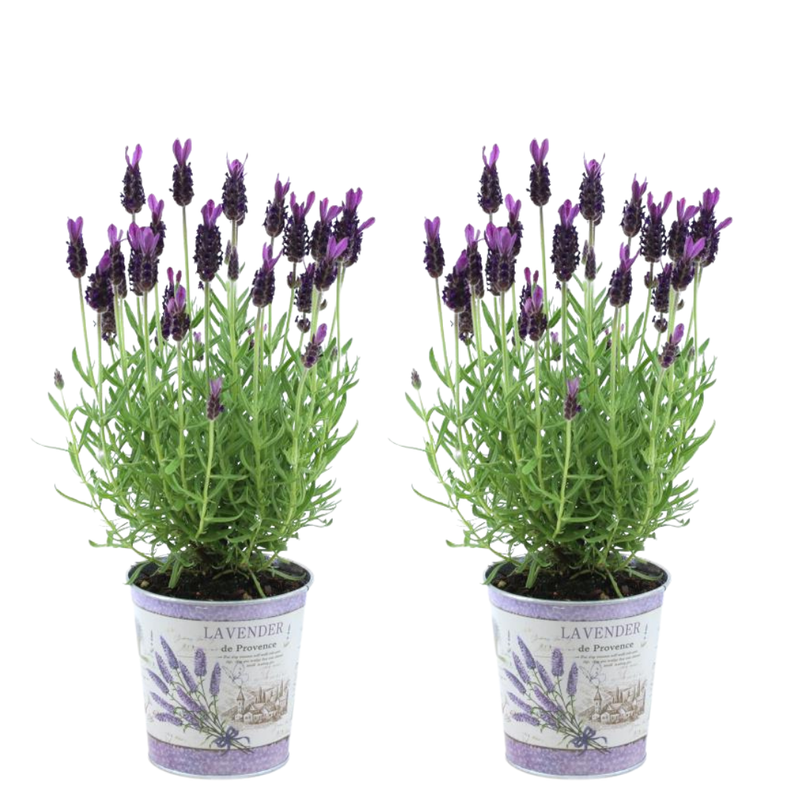 Franse Lavendelplanten Paars in Sierpot - Lavandula stoechas Anouk 2 Stuks