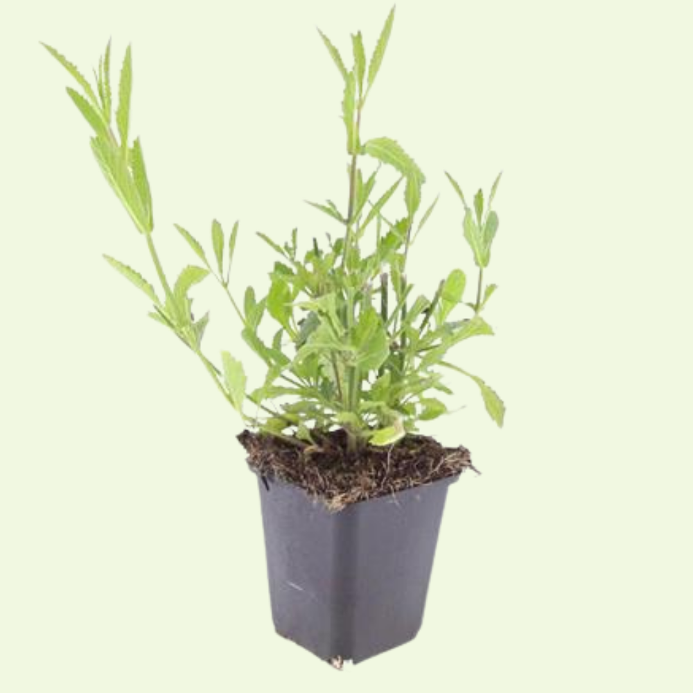 Verbena Bonariensis (Ironhard) Set mit 3