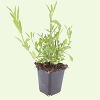 Verbena Bonariensis (Ironhard) Set mit 3