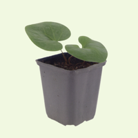 Asarum europaeum (Europese wilde gember), set van 3, bodembedekkers