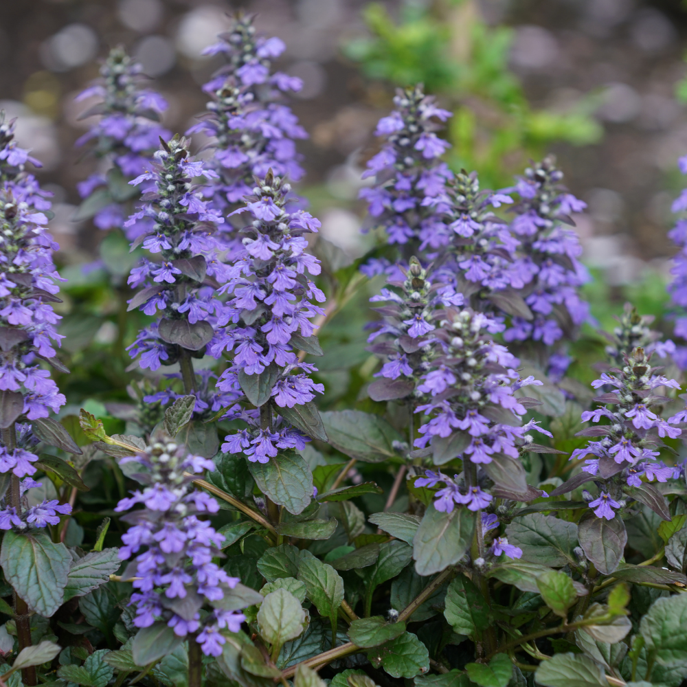 3 Kruipend Zenegroen Planten ‘Ajuga reptans’ Ø9 cm ↕15 cm