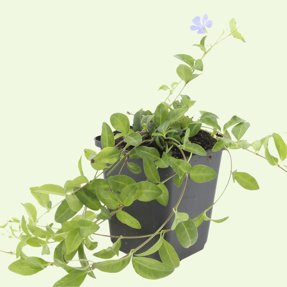 3 Blauwe Maagdenpalm Planten ‘Vinca minor’ Ø9 cm ↕15 cm