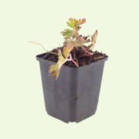 3 Ooievaarsbek ‘Geranium Azure Rush’ Ø9 cm ↕15 cm
